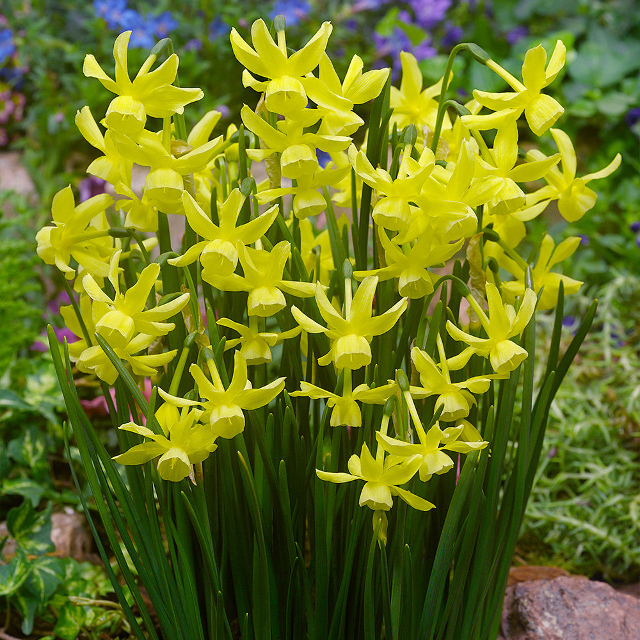 RHS AGM Dwarf Compact Narcissus Collection Daffodil Bulbs Blooms Species Growing Bonsai Roots Rhizomes Corms Tubers Potted Planting Reblooming Fragrant Garden Flower Seeds Plant
