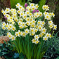 RHS AGM Dwarf Compact Narcissus Collection Daffodil Bulbs Blooms Species Growing Bonsai Roots Rhizomes Corms Tubers Potted Planting Reblooming Fragrant Garden Flower Seeds Plant