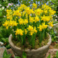 RHS AGM Dwarf Compact Narcissus Collection Daffodil Bulbs Blooms Species Growing Bonsai Roots Rhizomes Corms Tubers Potted Planting Reblooming Fragrant Garden Flower Seeds Plant