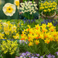 RHS AGM Dwarf Compact Narcissus Collection Daffodil Bulbs Blooms Species Growing Bonsai Roots Rhizomes Corms Tubers Potted Planting Reblooming Fragrant Garden Flower Seeds Plant