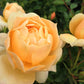 Amber Sun Rose Seedlings Flower Seeds Perennial Growing Bonsai Corms Tubers Potted Planting Reblooming Fragrant Garden Roots Rhizomes Species Blooms Plant Bulbs Gardening Tree
