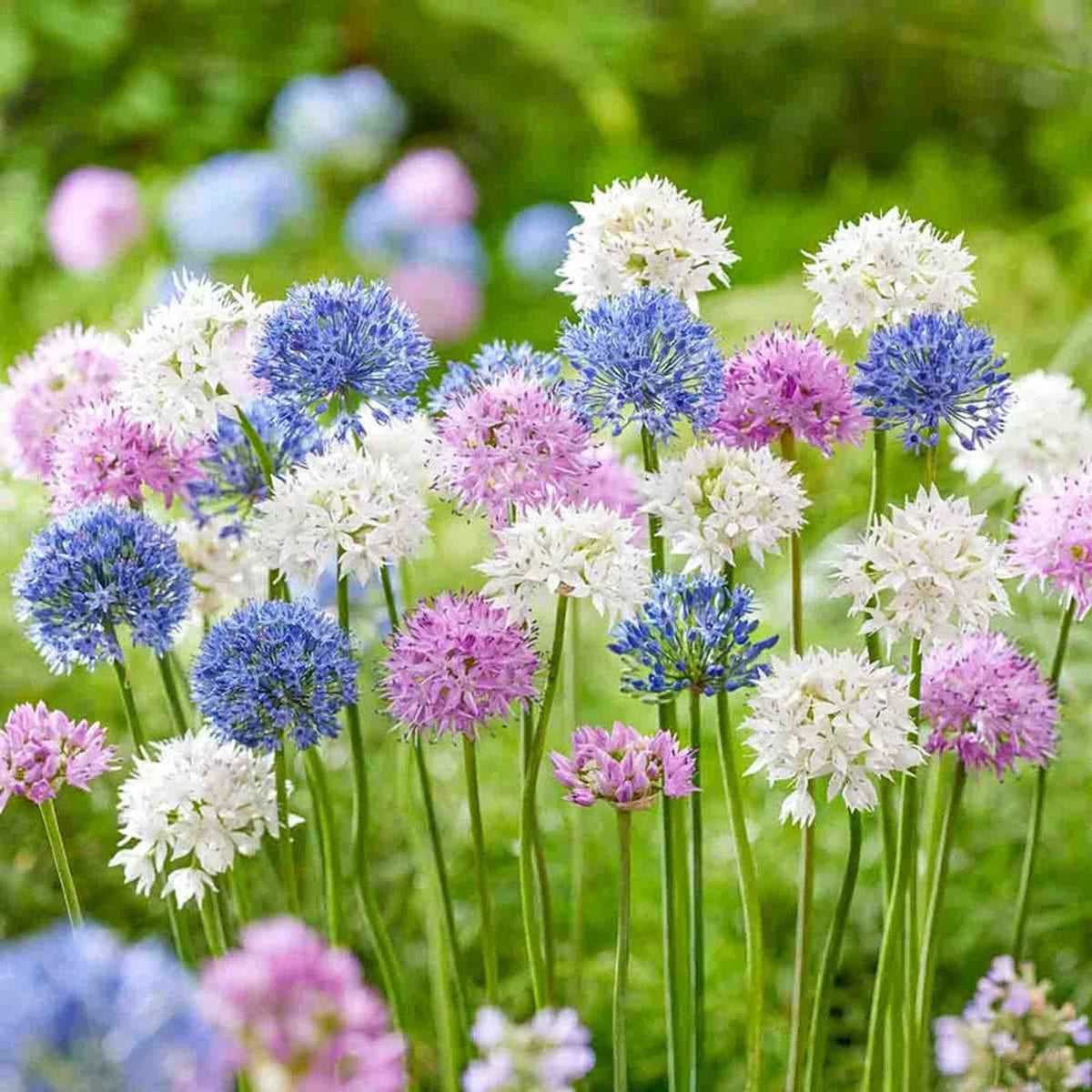 Pastel Pompoms Allium Mixture