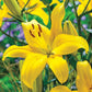 Ben Super Lily Collection