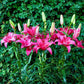 Pink County Lily