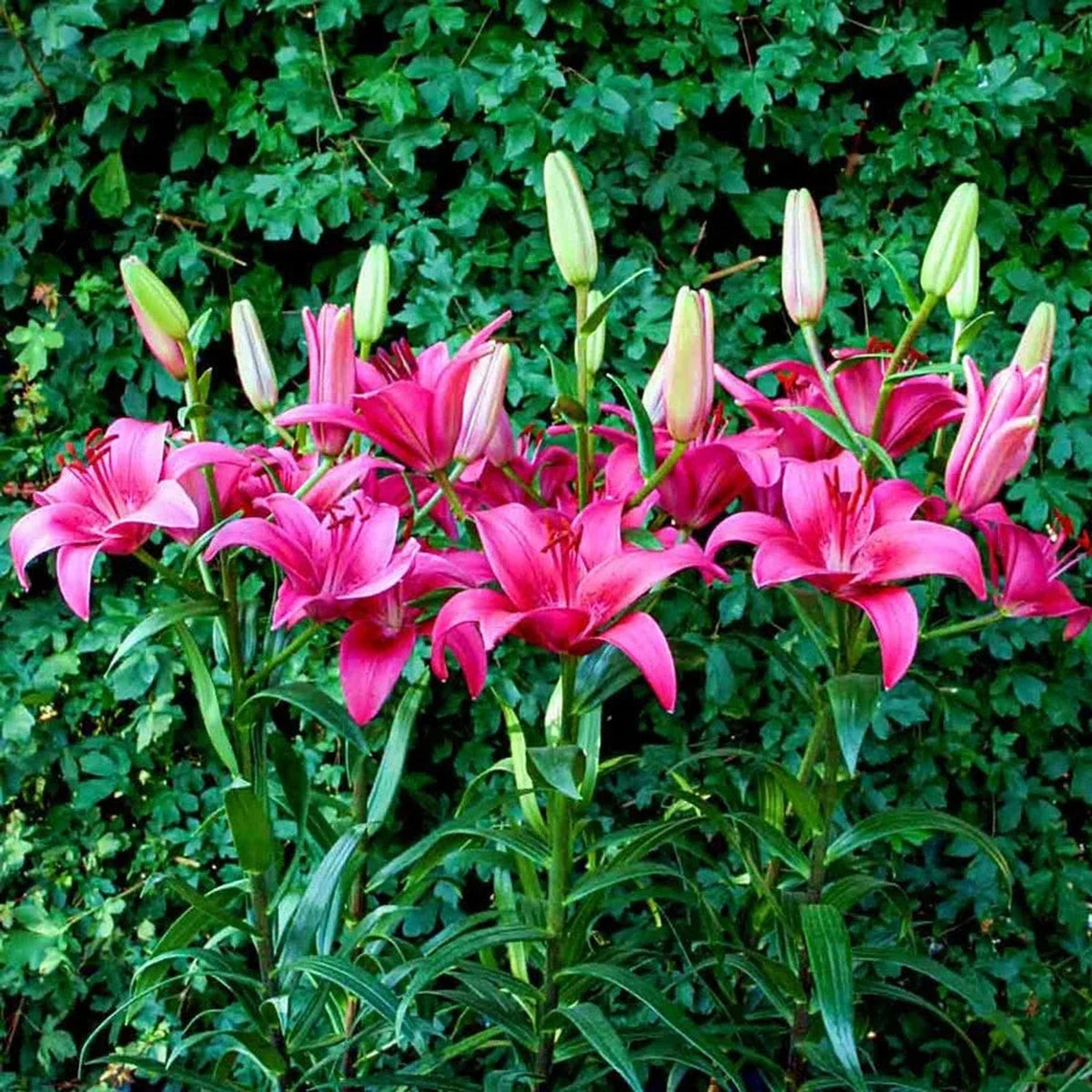 Pink County Lily