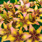 Tribal Dance Asiatic Lily