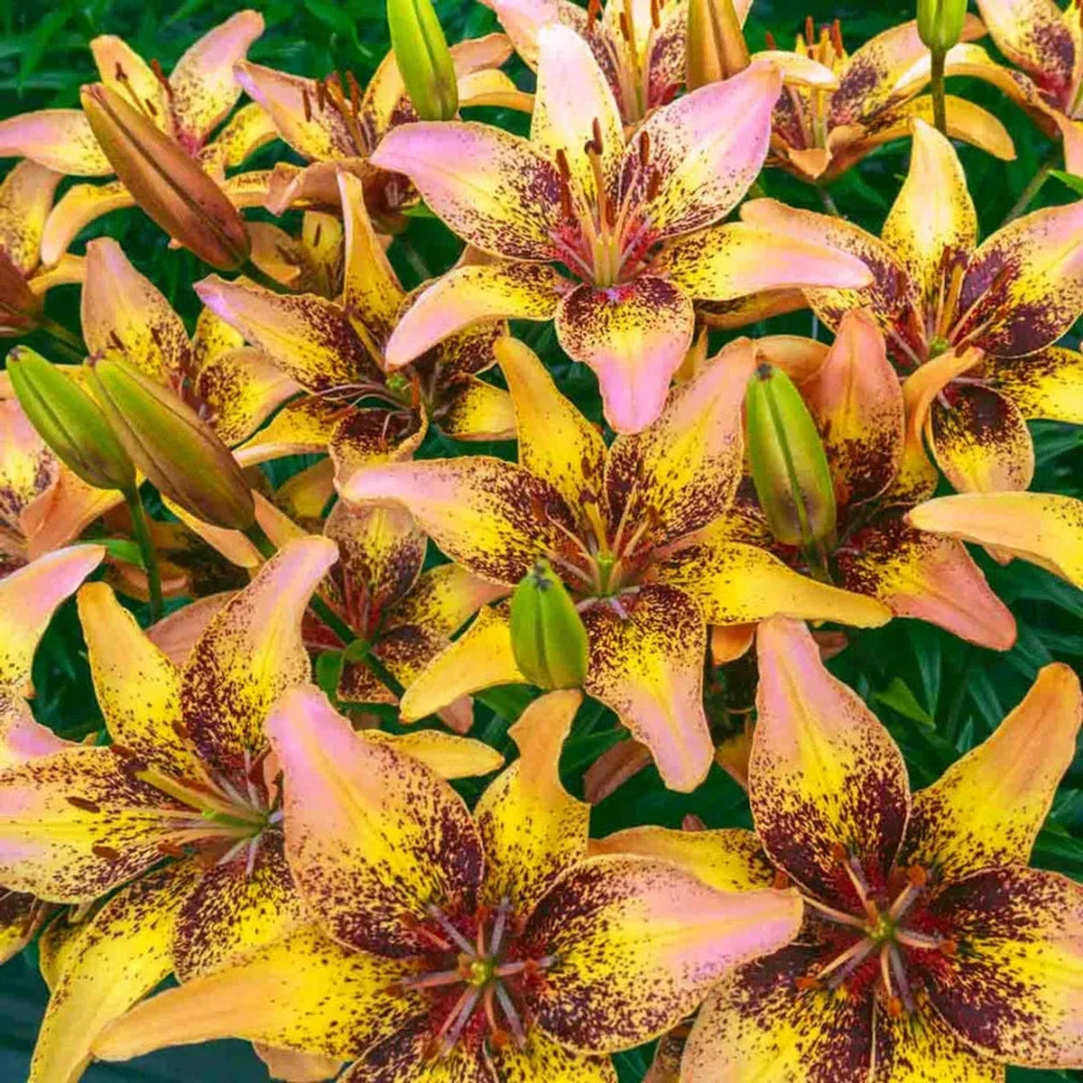 Tribal Dance Asiatic Lily