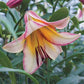 Beijing Moon Lily Tree