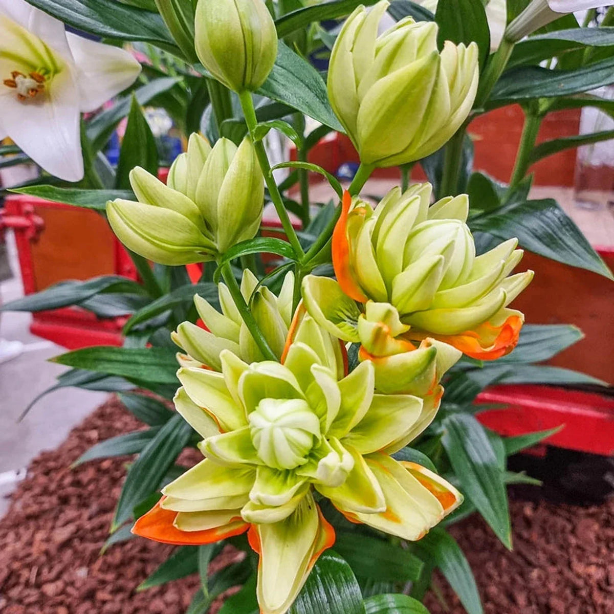 Hulk Double Lily