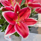 El Capitan Tree Lily