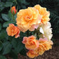 Tequila Rose Seedlings Flower Seeds Perennial Growing Bonsai Corms Tubers Potted Planting Reblooming Fragrant Garden Roots Rhizomes Species Blooms Plant Bulbs Gardening Tree