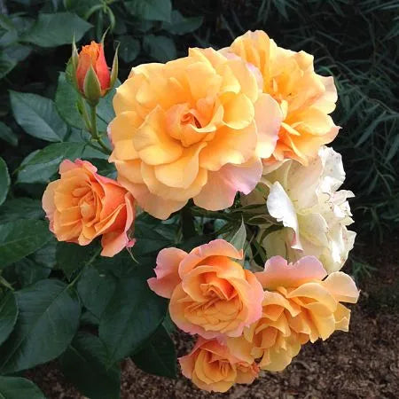 Tequila Rose Seedlings Flower Seeds Perennial Growing Bonsai Corms Tubers Potted Planting Reblooming Fragrant Garden Roots Rhizomes Species Blooms Plant Bulbs Gardening Tree