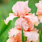 Peggy Sue Reblooming Bearded Iris