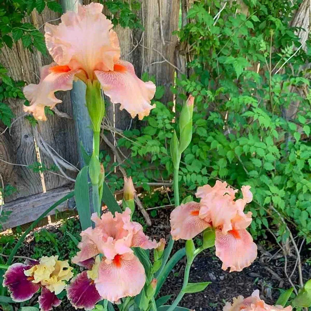 Peggy Sue Reblooming Bearded Iris