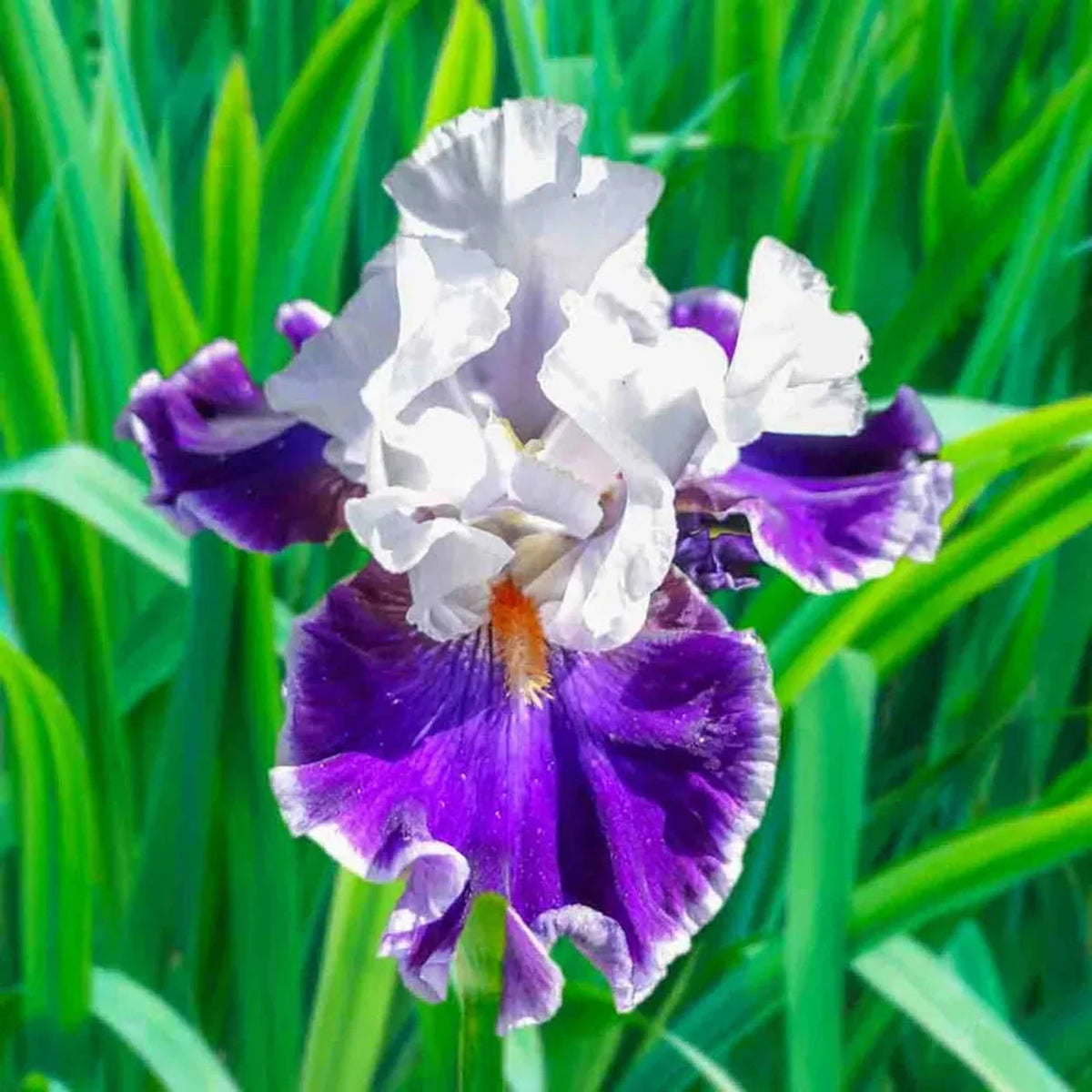 Merry Amigo Bearded Iris