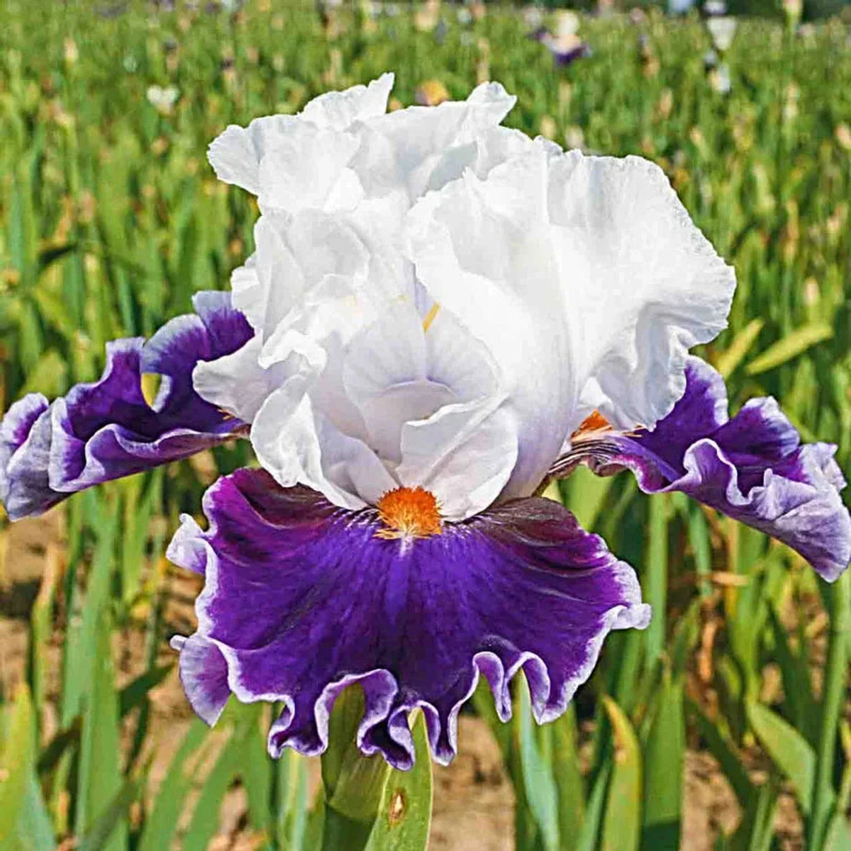 Merry Amigo Bearded Iris
