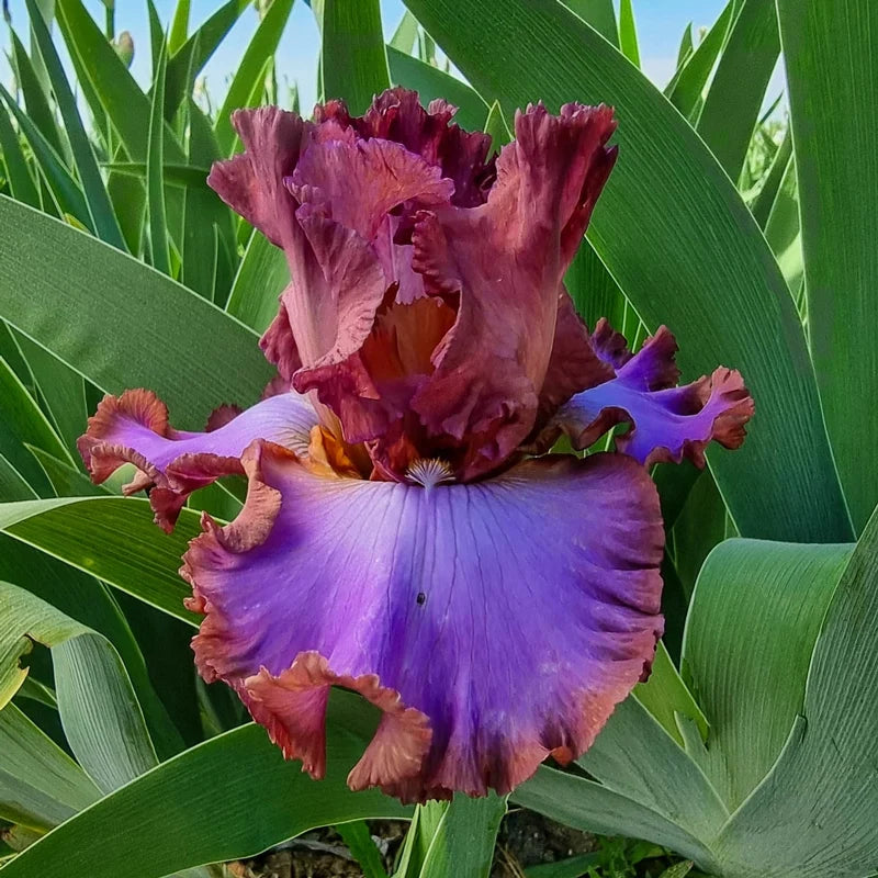 House Arrest Bearded Iris