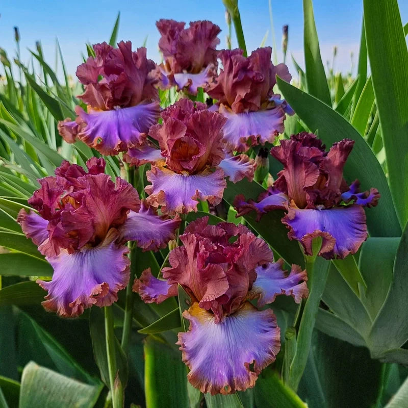 House Arrest Bearded Iris