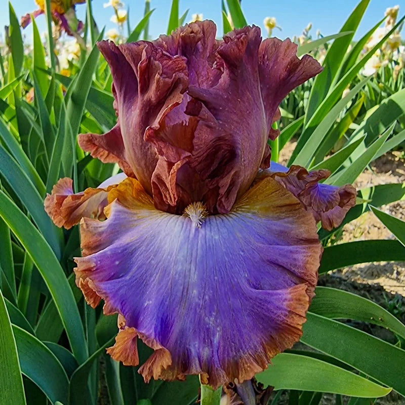 House Arrest Bearded Iris