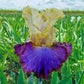 Adventurous Bearded Iris
