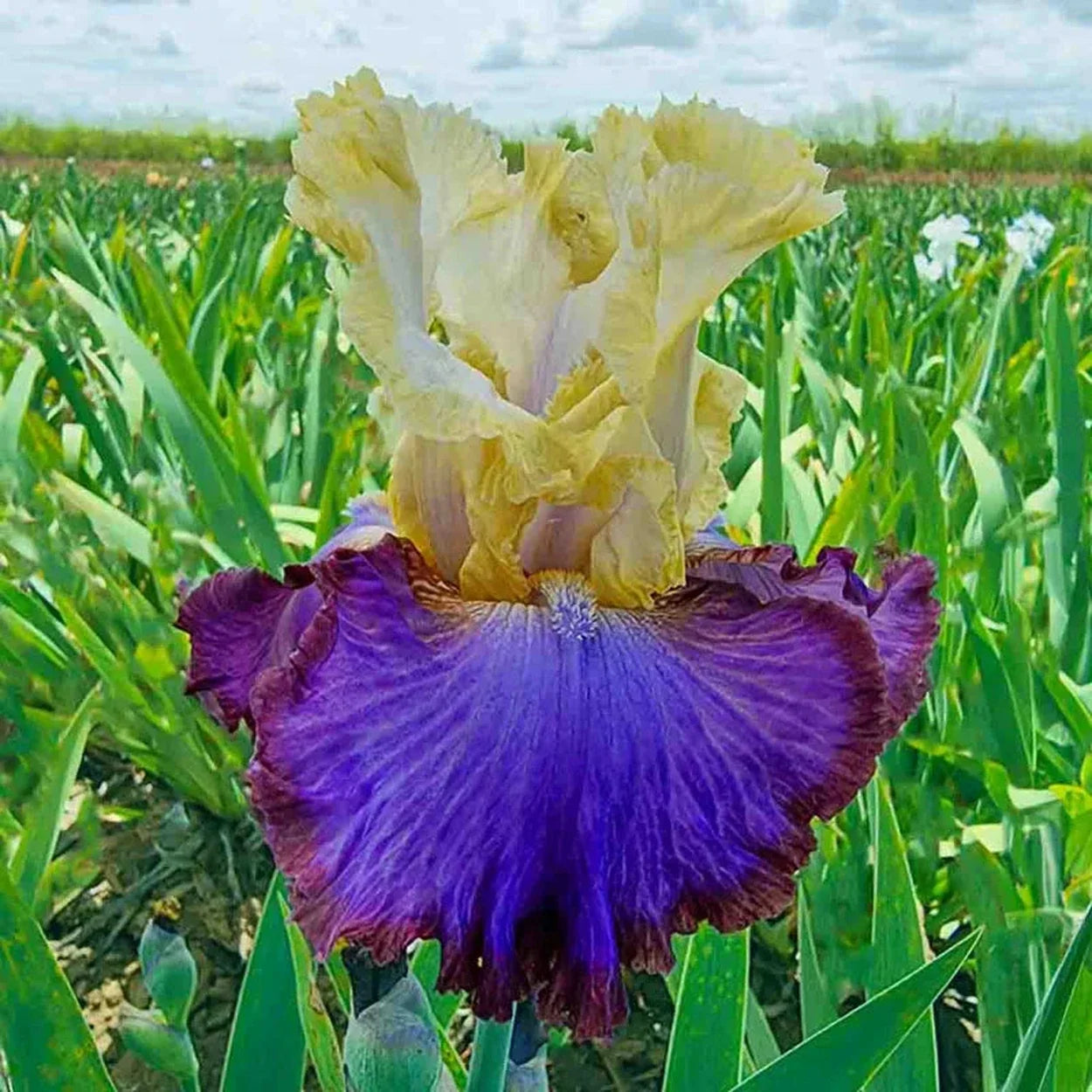 Adventurous Bearded Iris