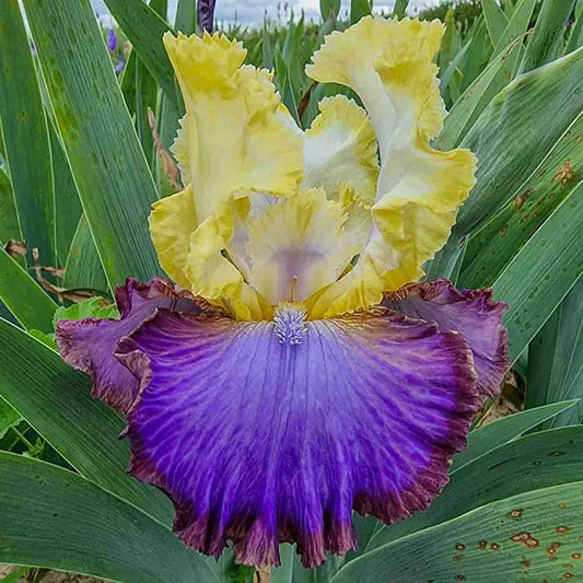 Adventurous Bearded Iris