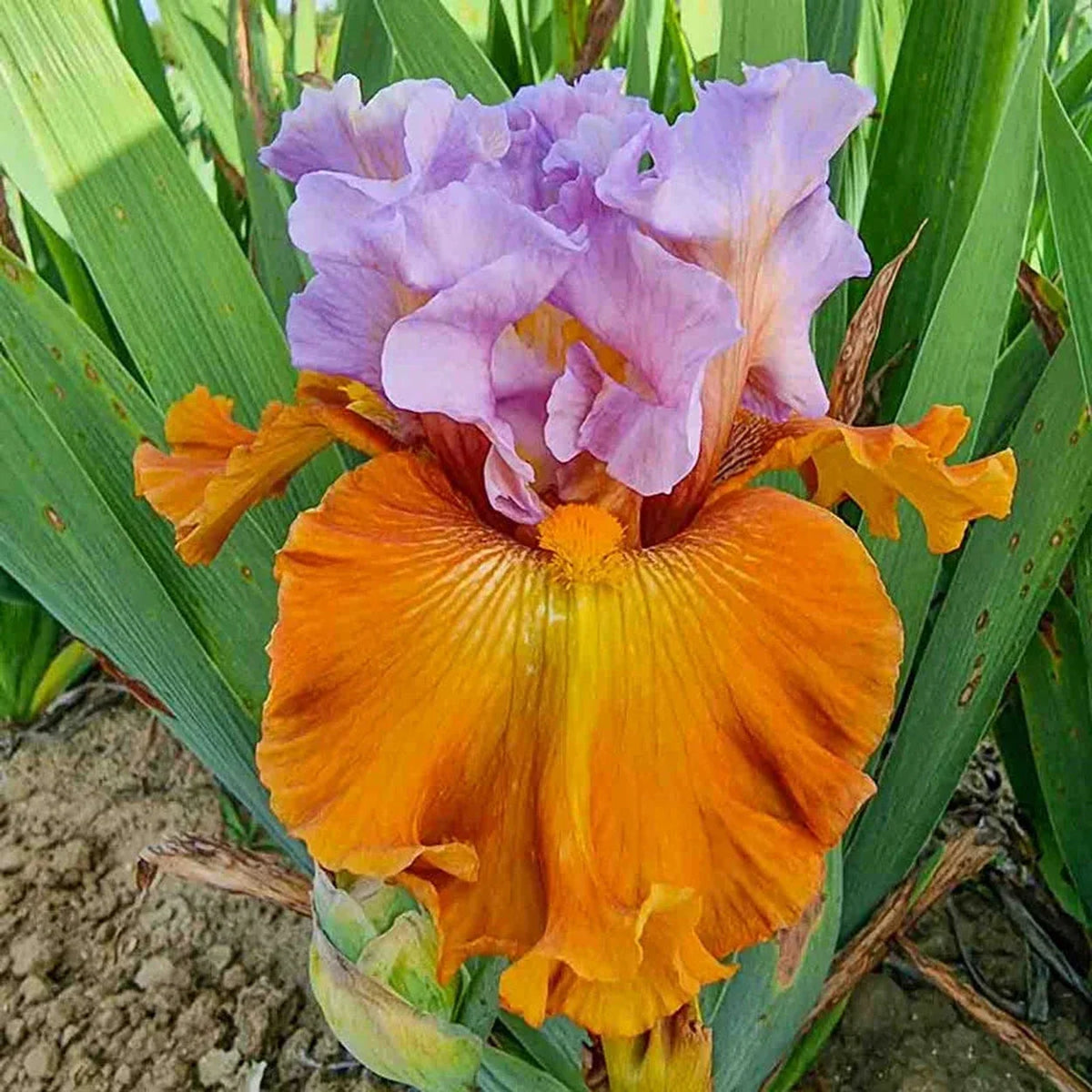 Valley of Dreams Bearded Iris