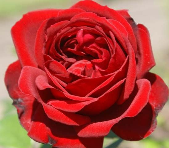 Desmond Tutu Rose Seedlings Flower Seeds Perennial Growing Bonsai Corms Tubers Potted Planting Reblooming Fragrant Garden Roots Rhizomes Species Blooms Plant Bulbs Gardening Tree