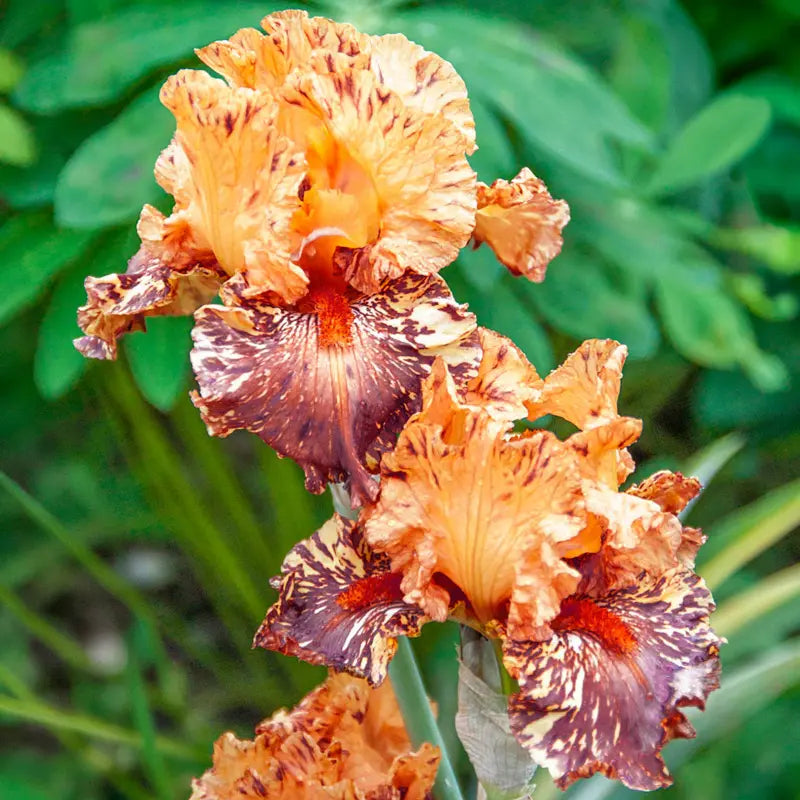 Cheetah Cheese Bearded Iris