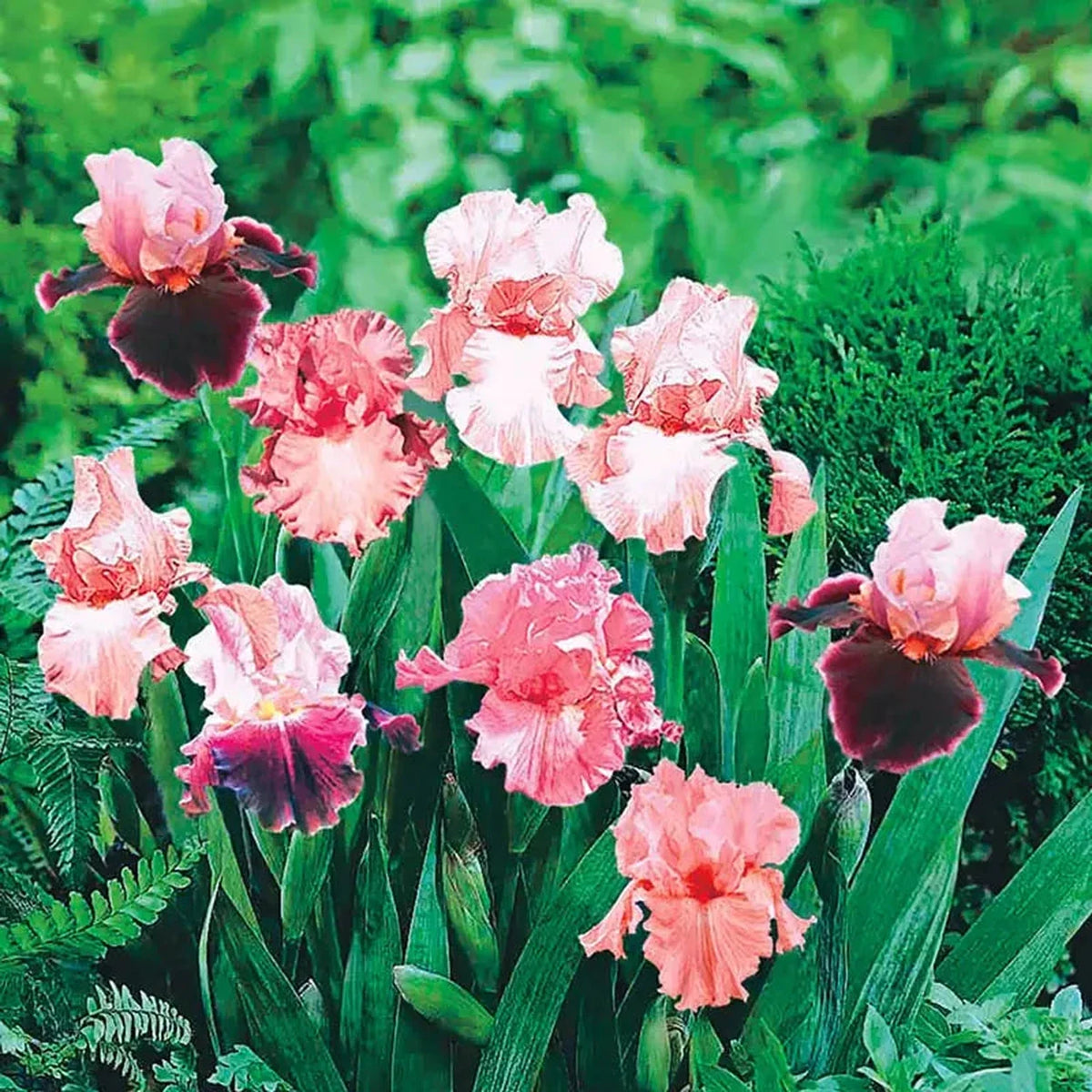 Pink Bearded Iris Mixture Super Sak