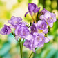 Cottage Freesia Bulbs Growing Bonsai Roots Rhizomes Corms Tubers Potted Planting Reblooming Fragrant Garden Species Blooms Flower Seeds Plant Gardening