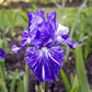 Batik Bearded Iris