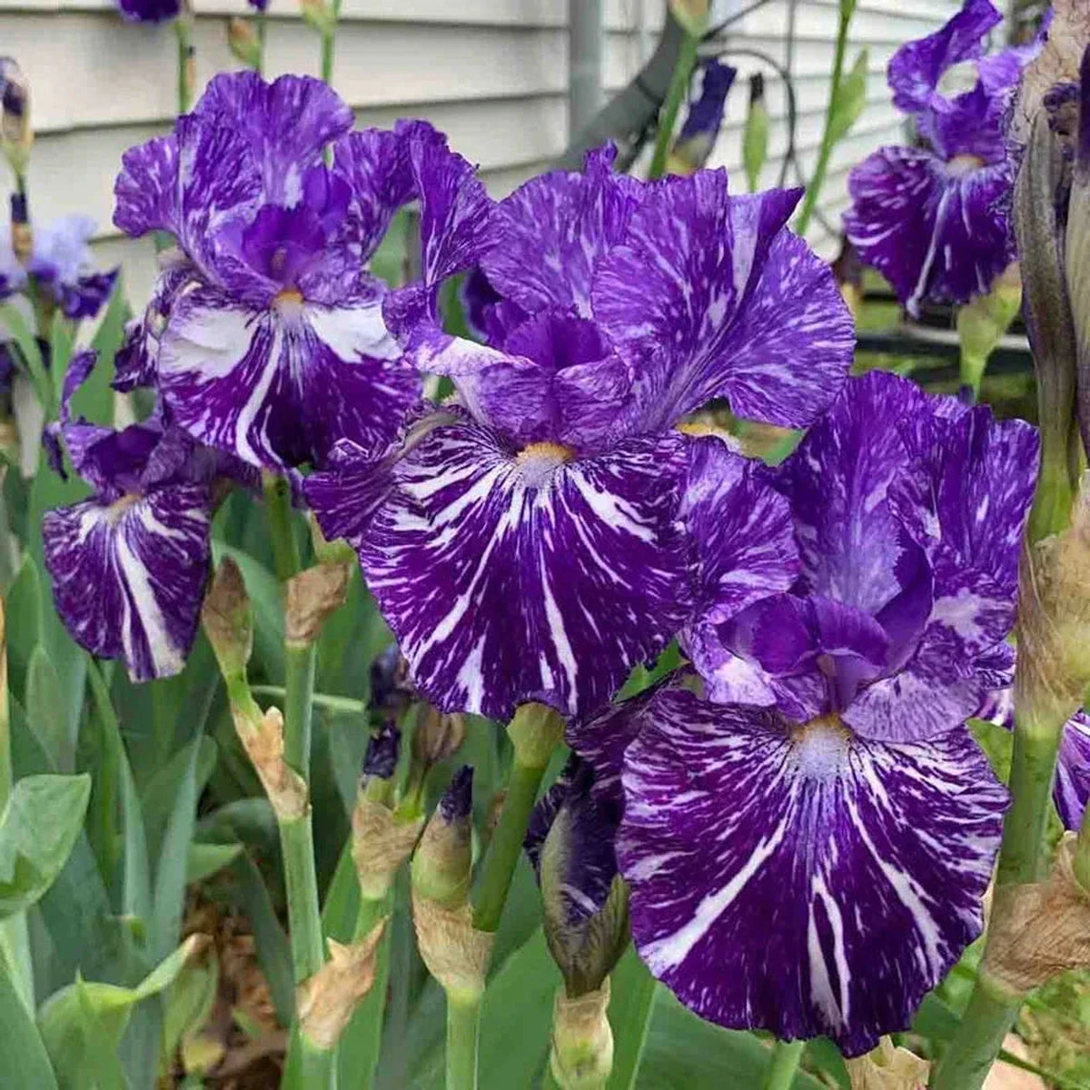 Batik Bearded Iris
