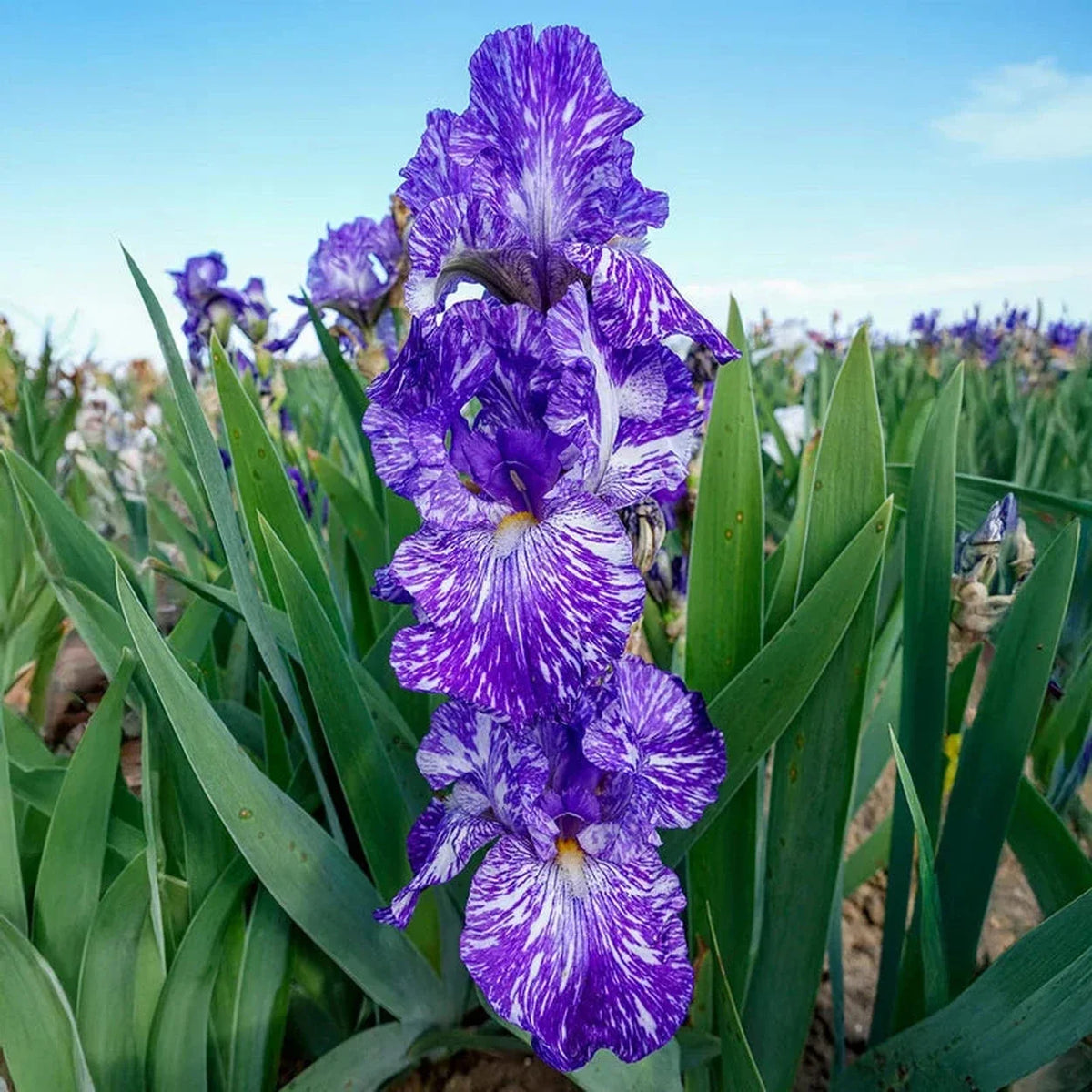 Batik Bearded Iris