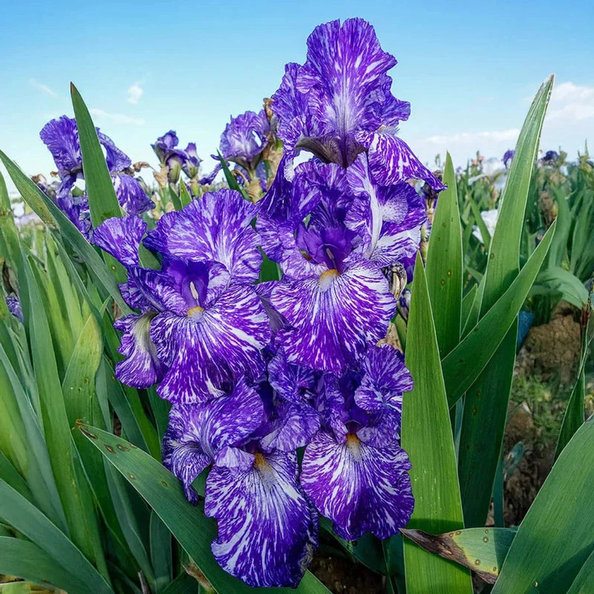 Batik Bearded Iris