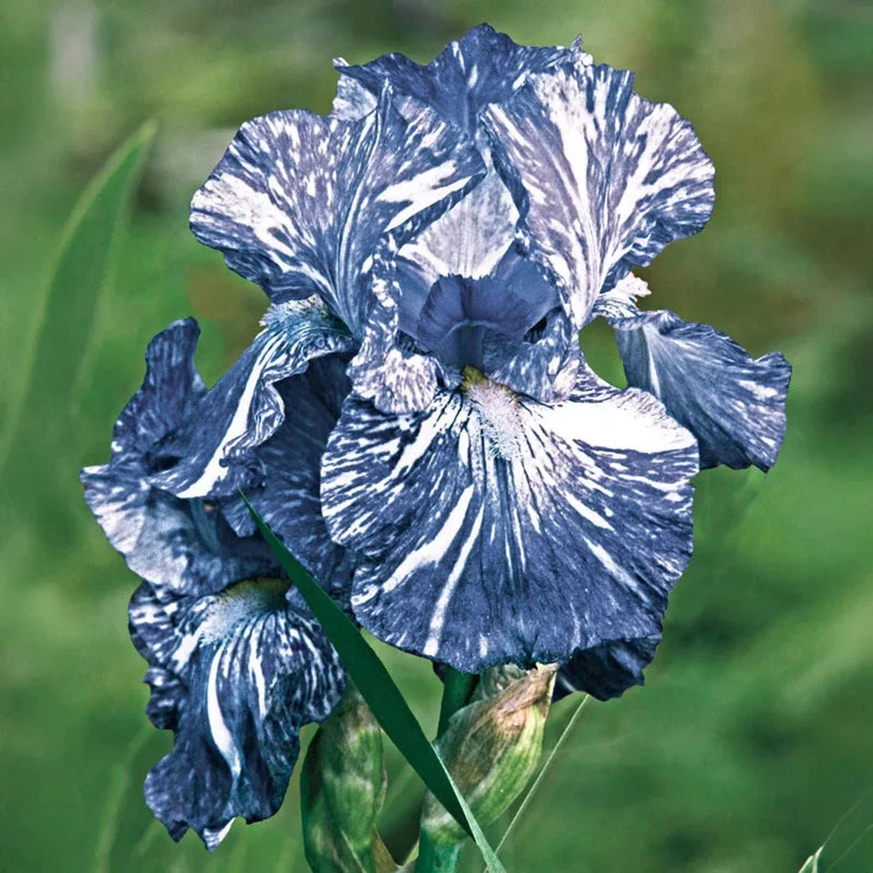Batik Bearded Iris