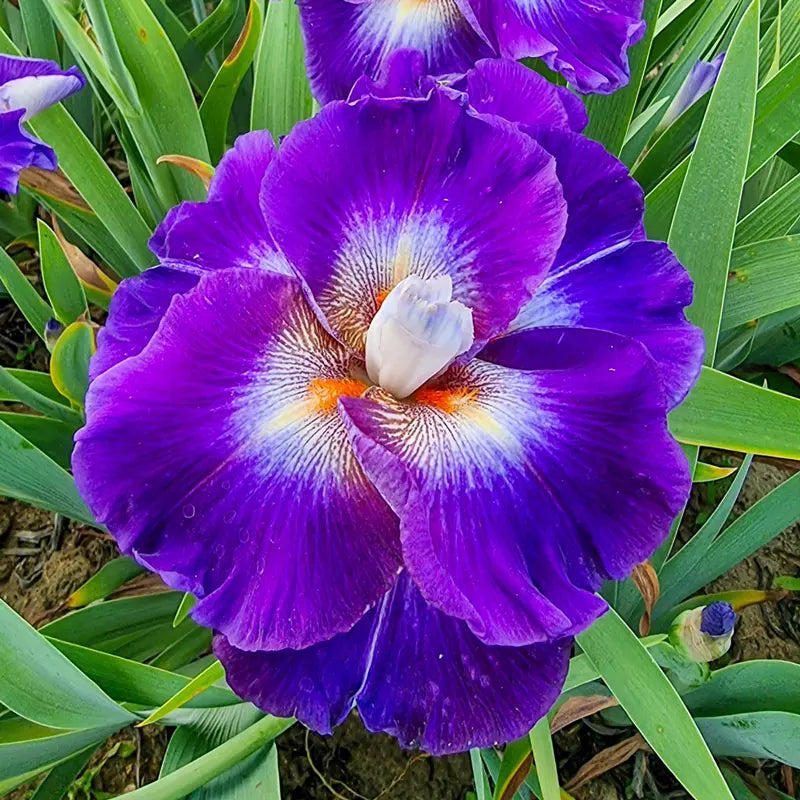 Chaos Theory Bearded Iris