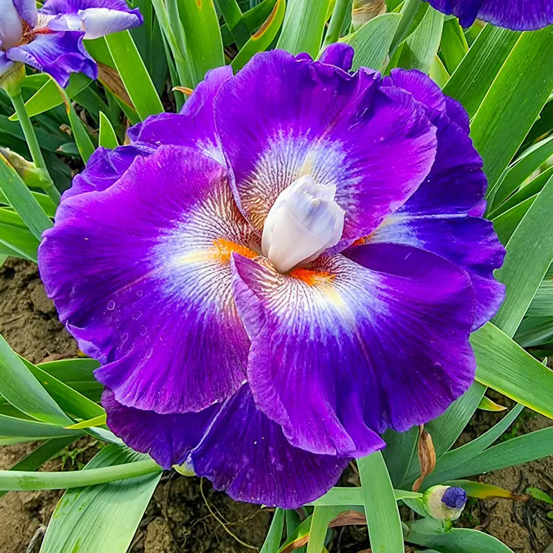 Chaos Theory Bearded Iris