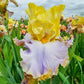 Time Stands Still Bearded Iris