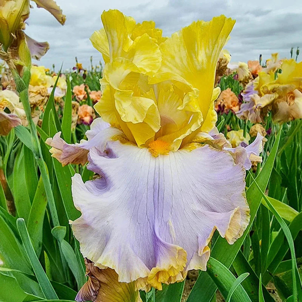 Time Stands Still Bearded Iris