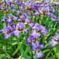 Make a Splash Bearded Iris