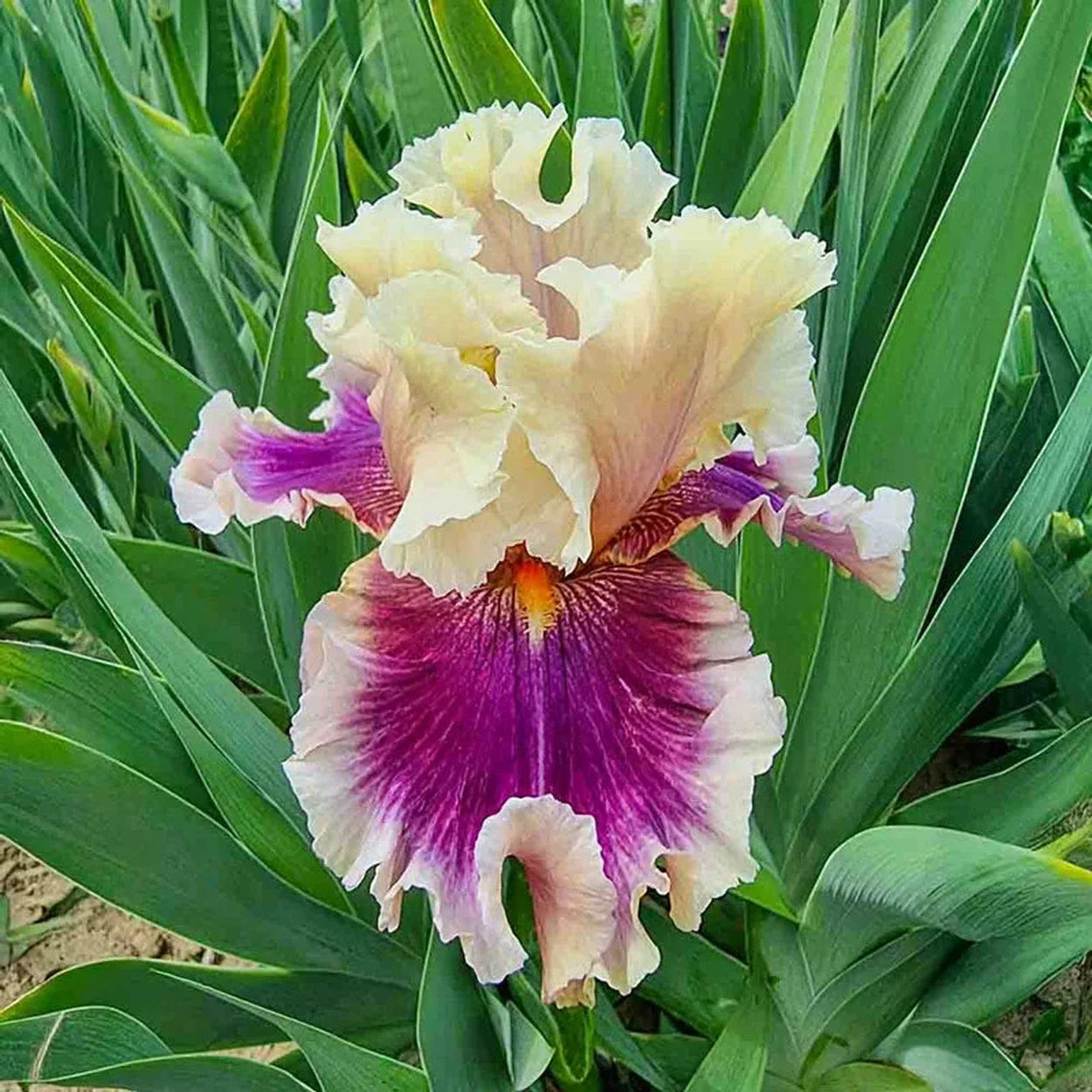 Make Mine Magic Bearded Iris