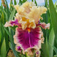 Make Mine Magic Bearded Iris