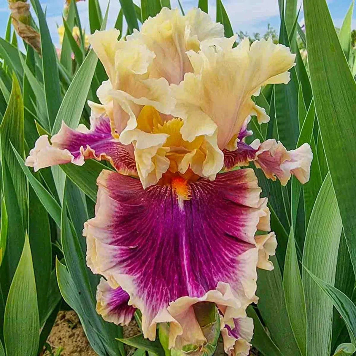 Make Mine Magic Bearded Iris