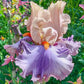 Mayfair Melody Reblooming Bearded Iris