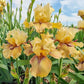Thornbird Bearded Iris