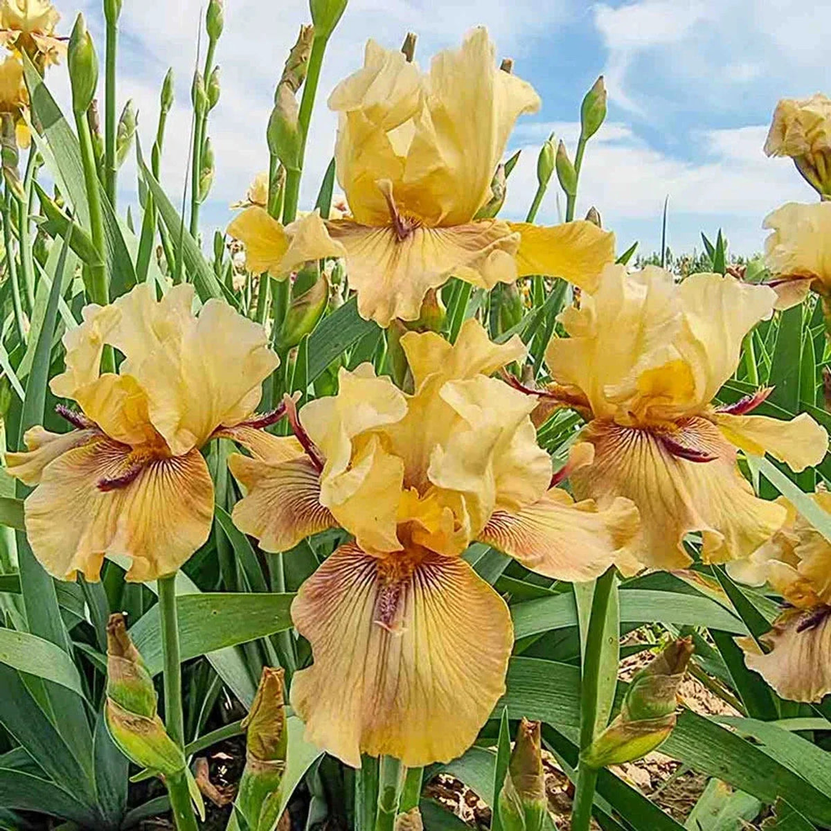 Thornbird Bearded Iris