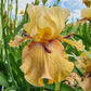 Thornbird Bearded Iris