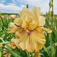 Thornbird Bearded Iris