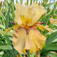 Thornbird Bearded Iris